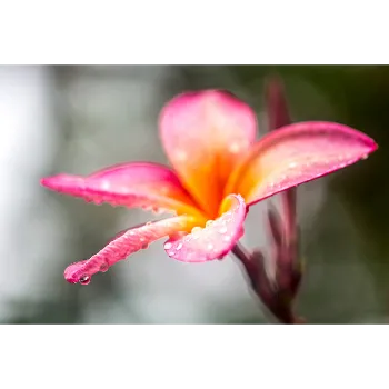 Natural Gebera Flower